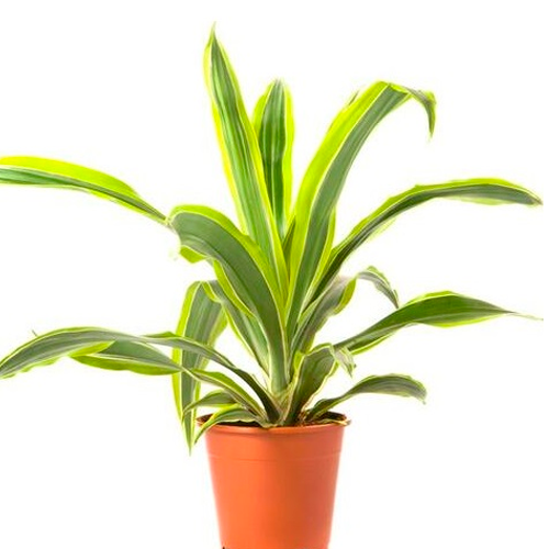 DRACENEA PLUMA H50 CM APROX. / BOL