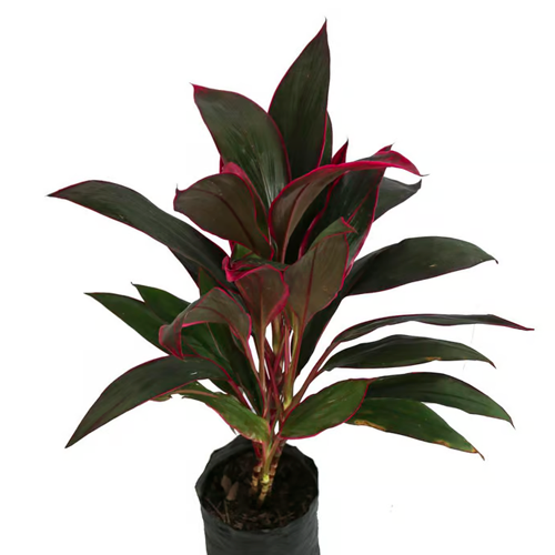 DRACENEA ROJA H40 CM APROX. / BOL