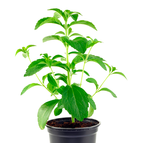 ESTEVIA H25 CM APROX. / BOL