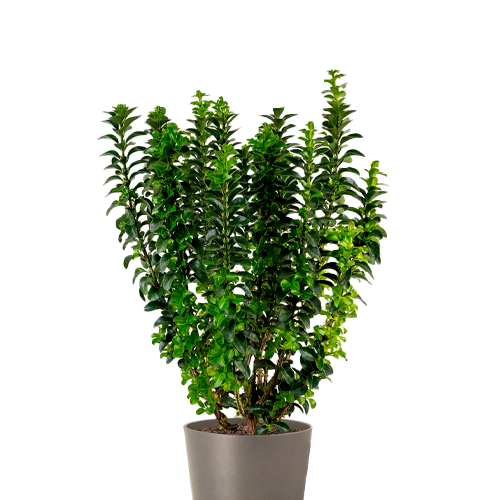 EVONIMO H 50 CM APROX / BOL.