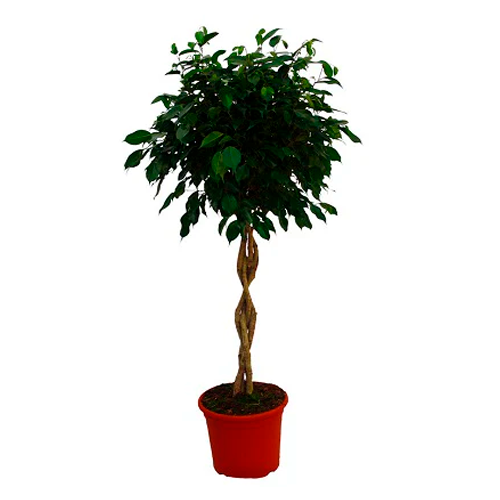 FICUS BENJAMIN H200 CM APROX. / BOL