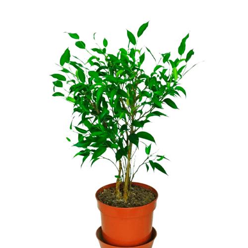 FICUS VERDE H25 CM APROX. / BOL