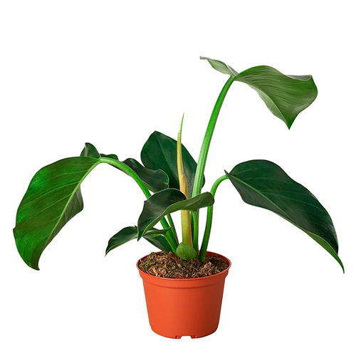 FILODENDRO VERDE H75 CM APROX. / BOL. O M - PLA