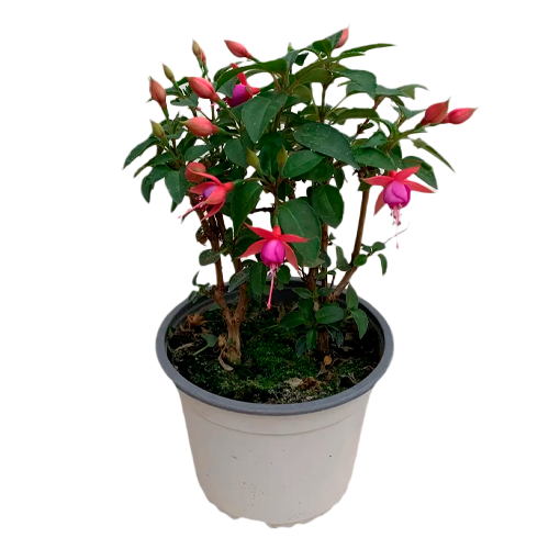 FUCSIA MIX AQP H50 CM APROX. / BOL