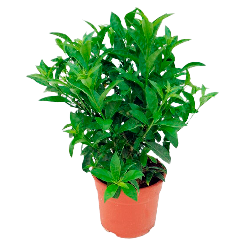 GALAN DE NOCHE H25 CM APROX. / BOL