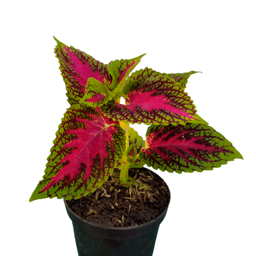 GITANA H25 CM APROX. / BOL