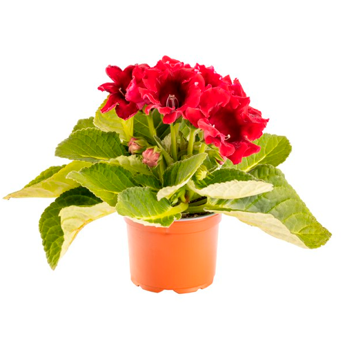 GLOXINIA H25 CM APROX. / M - PLA