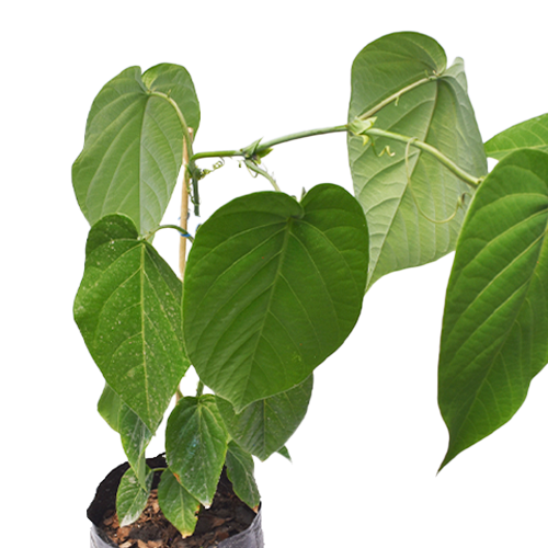 GRANADILLA H25 CM APROX. / BOL