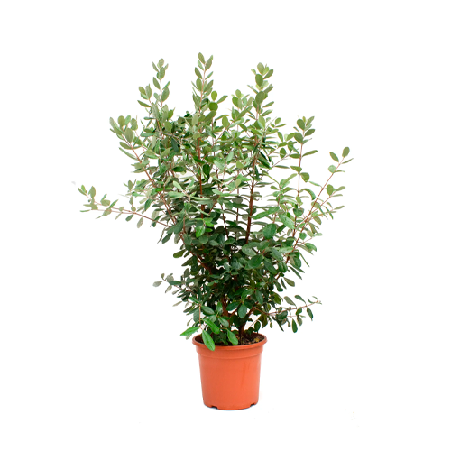 GUAYABA H25 CM APROX. / BOL