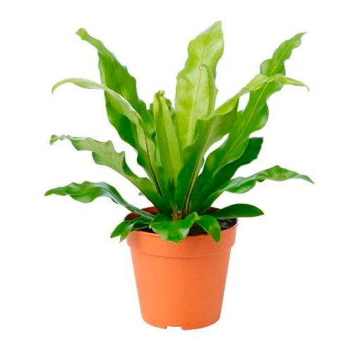 HELECHO ALEMAN H50 CM APROX. / M - PLA