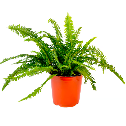 HELECHO ANGORA ENANO H50 CM APROX. / BOL