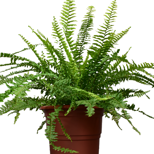 HELECHO ANGORA GIGANTE H75 CM APROX. / BOL