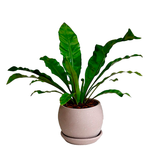 HELECHO CRESPO H50 CM APROX. / BOL