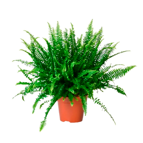 HELECHO LLORON H50 CM APROX. / BOL