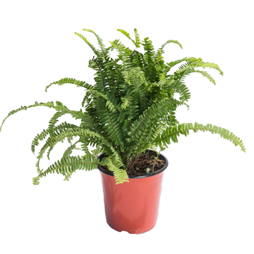 HELECHO NEGRO H50 CM APROX. / BOL