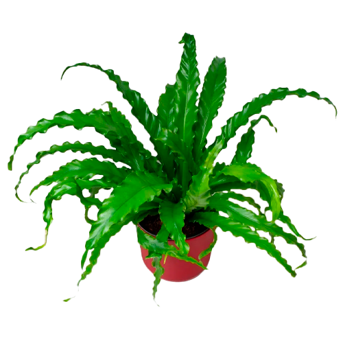 HELECHO PULPO H25 CM APROX. / MA - PLA