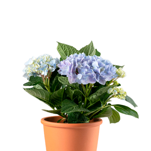 HORTENSIA DE COLORES H25 CM APROX. / BOL