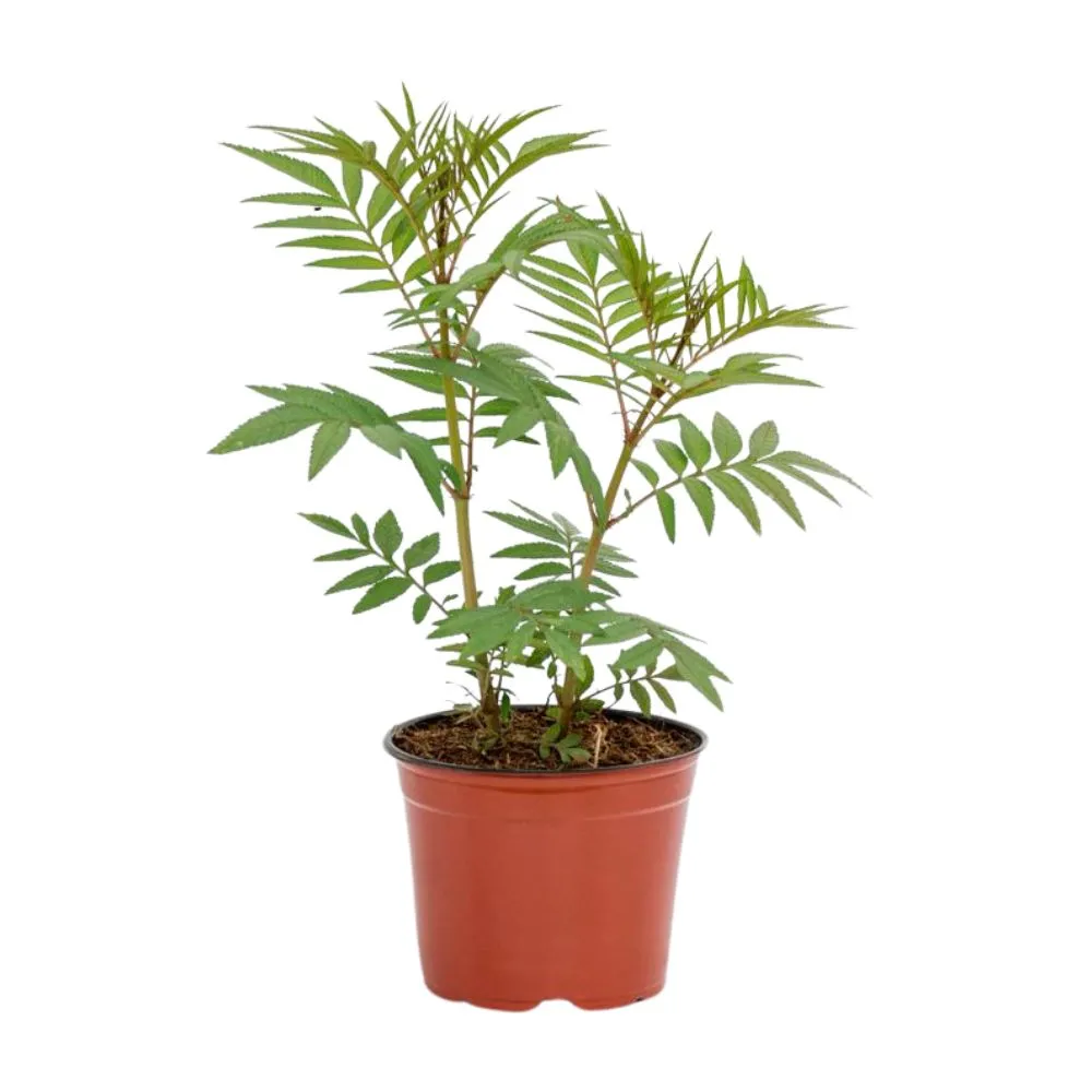 HUACATAY H25 CM APROX. / BOL