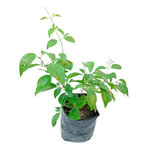 JAZMIN LIMON H100 CM APROX. / BOL #1