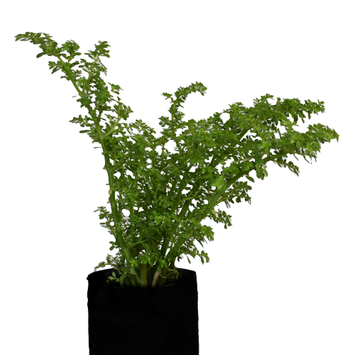 LENTEJA H25 CM APROX. / BOL