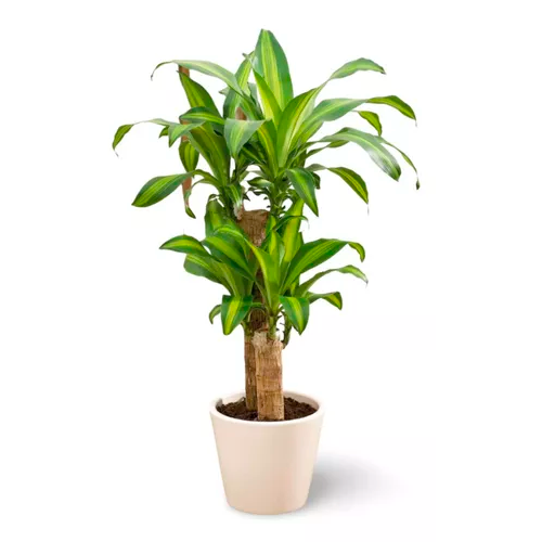 LENTEJA H50 CM APROX. / BOL