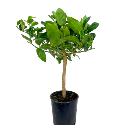 LIMON TAHITI H100 CM APROX. / BOL