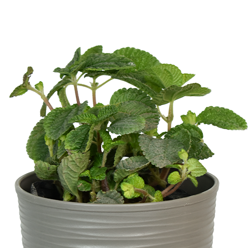 LLAMA DOLAR H25 CM APROX. / BOL