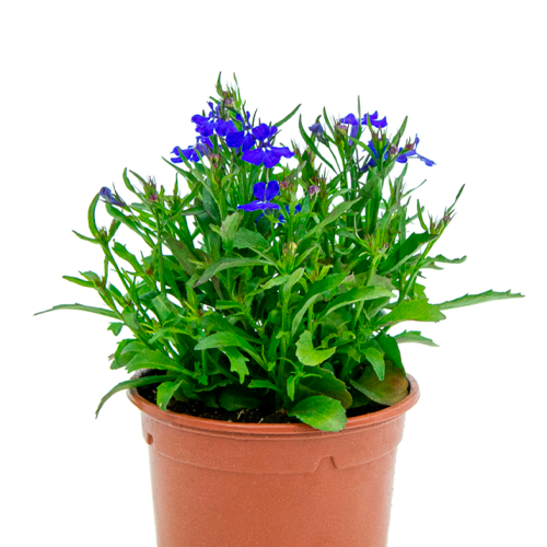 LOBELIA H25 CM APROX. / BOL