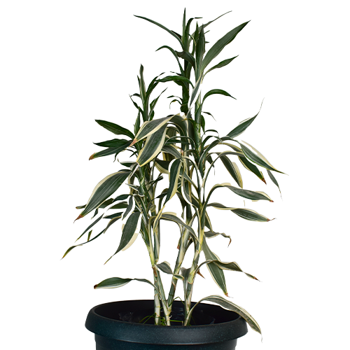 LUCKY BAMBU DE LA SUERTE H25 CM APROX. / M - VID