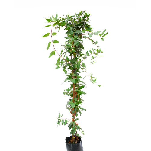 MADRESELVA H125 CM APROX. / BOL