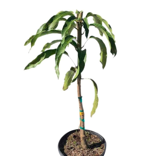 MANGO EDWARD H100 CM APROX. / BOL