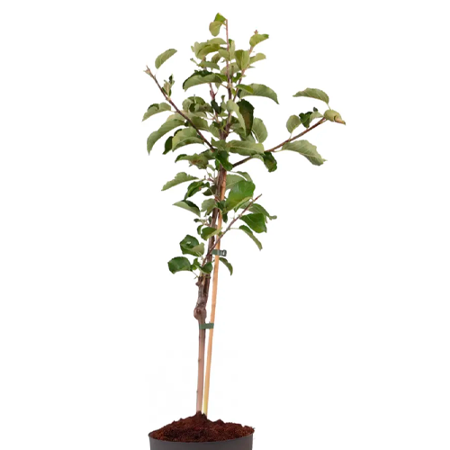 MANZANA ISRAEL H125 CM APROX. / BOL