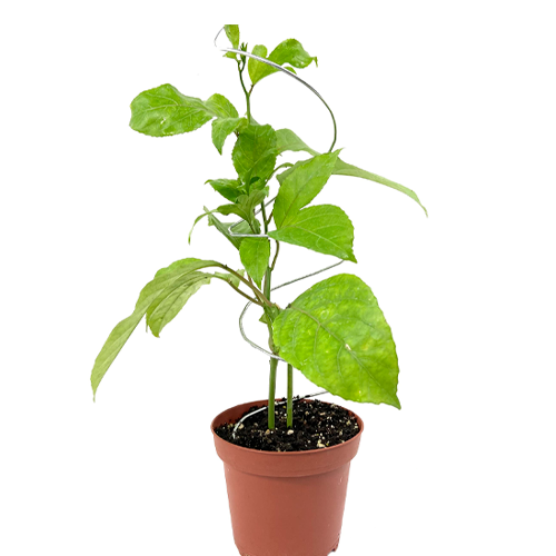 MARACUYA H25 CM APROX. / BOL