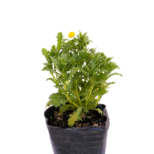 MARGARITA ENANA MIXTA H25 CM APROX. / BOL