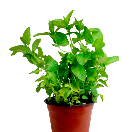 MENTA H25 CM APROX. / BOL