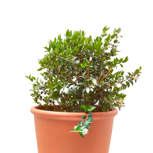 MIRTO H50 CM APROX. / BOL