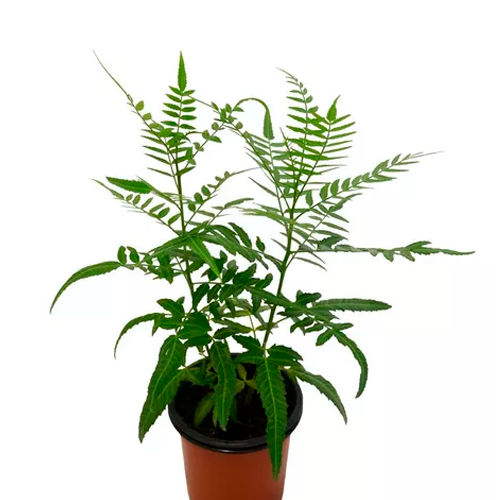 MOLLE COSTEÑO H100 CM APROX. / BOL