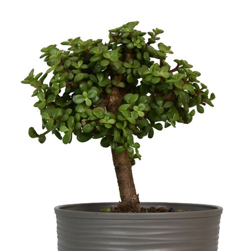 MONEDA H50 CM APROX. / BOL