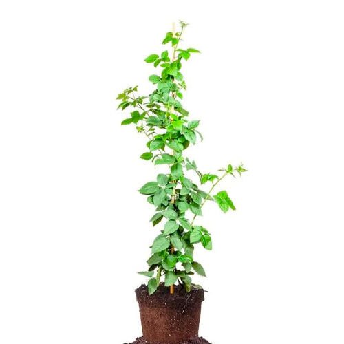 MORA H100 CM APROX. / BOL