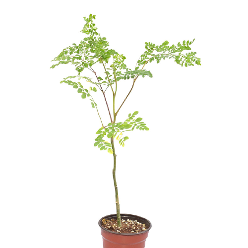 MORINGA H25 CM APROX. / BOL