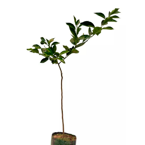 NARANJA HUANDO H100 CM APROX. / BOL