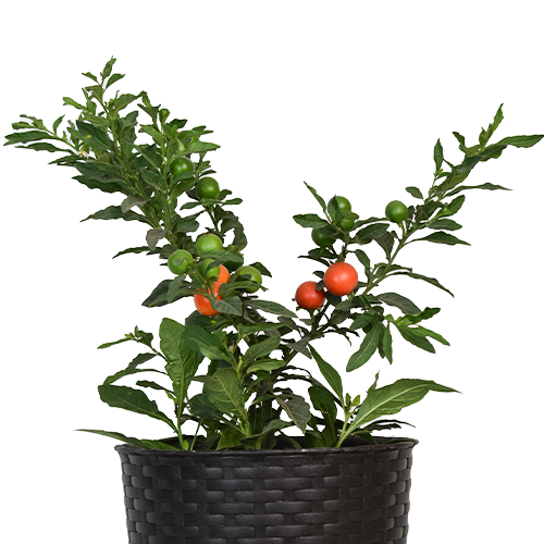 NARANJITA CHINA H100 CM APROX. / BOL