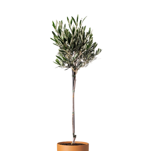 OLIVO H100 CM APROX. / BOL