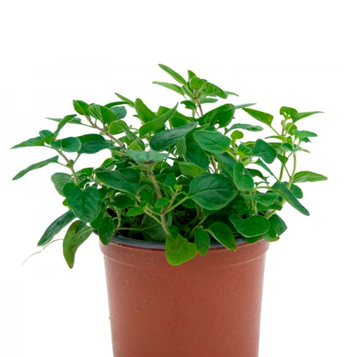 OREGANO AQP H25 CM APROX. / BOL