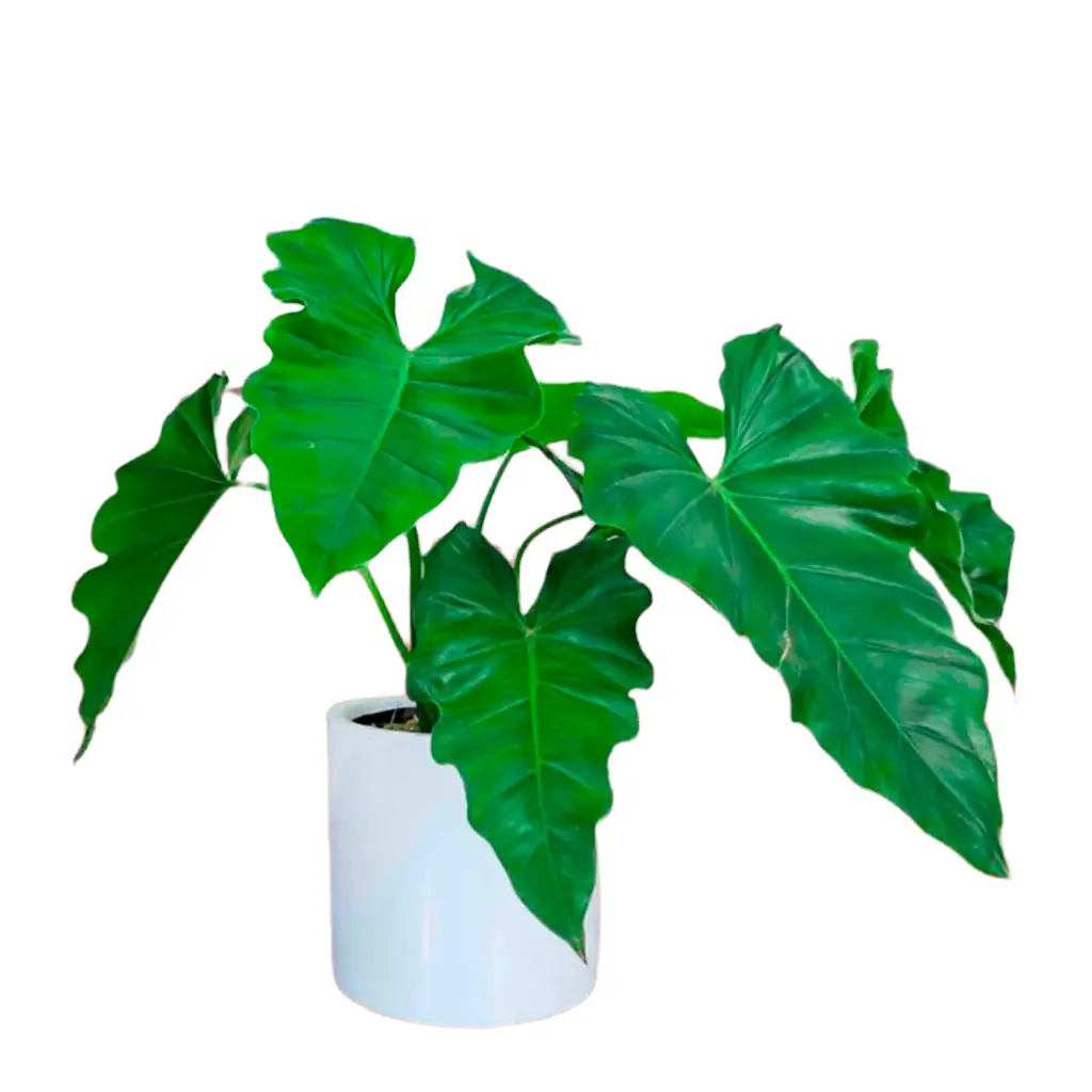 OREJA DE ELEFANTE H50 CM APROX. / BOL