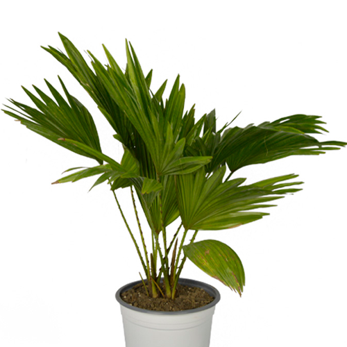 PALMERA ABANICO H50 CM APROX. / BOL