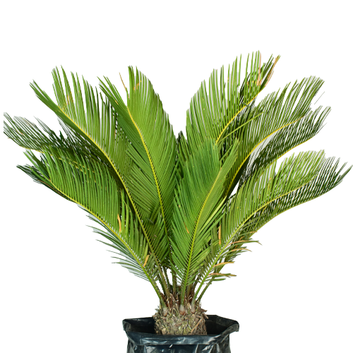 PALMERA CICA H25 CM APROX. / BOL