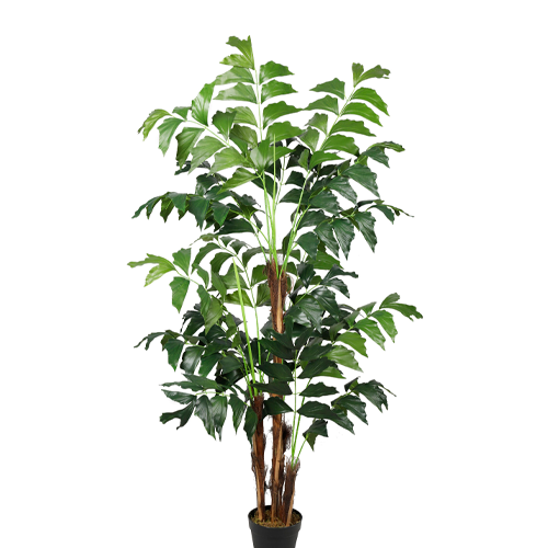 PALMERA COLA DE PEZ H300 CM APROX. / BOL