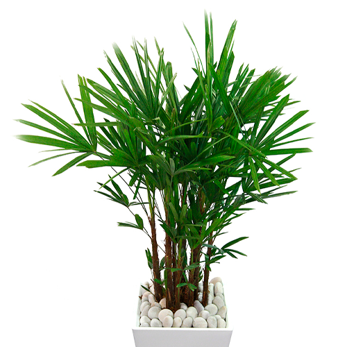 PALMERA RAFI H100 CM APROX. / BOL