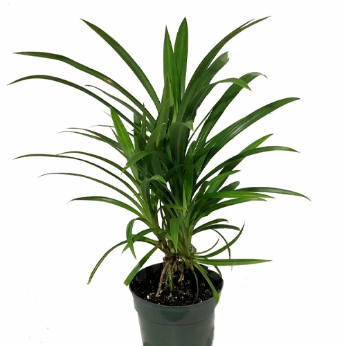 PANDAMO H25 CM APROX. / BOL